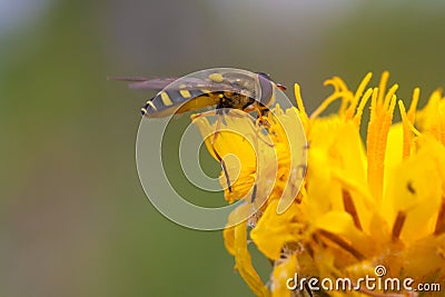 Hoverfly on a Dandelion Flower Stock Photo