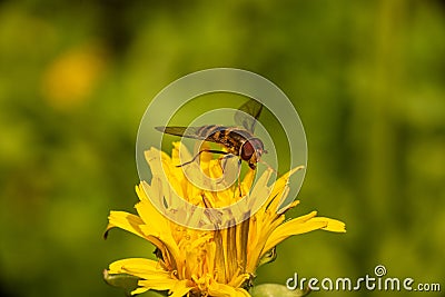 Hoverfly on dandelion Stock Photo