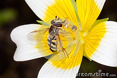 Hoverfly (Eupeodes luniger) a common insect flying species found in the UK feeding on the nectar of a poached egg plant Stock Photo