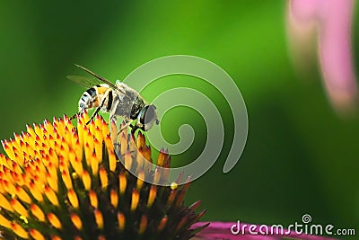 Hoverfly, flower fly, syrphid fly. Eupeodes luniger collects nectar from the pink flower. Mimicry of wasps and bees. Macro photo. Stock Photo