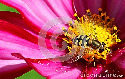 Hoverfly or flowerfly Syrphidae Stock Photo