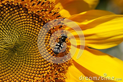 Hoverfly on giant sunflower in full bloom Stock Photo