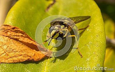 A Hoverfly with its head twisted round Stock Photo