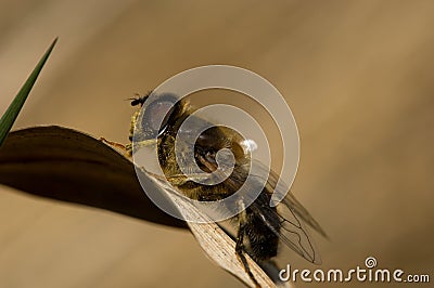 Hoverfly, Kegelbijvlieg, Eristalis pertinax Stock Photo