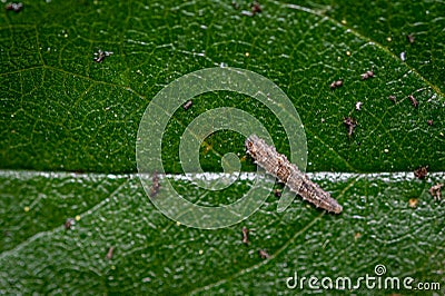 Hoverfly larva on a cherry tree leaf Stock Photo