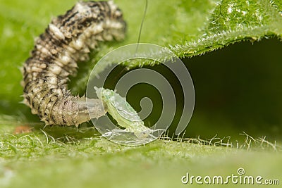 Hoverfly larva consuming a green aphid Stock Photo