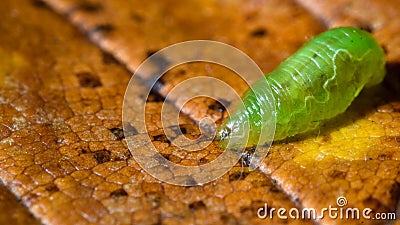 Hoverfly larva walking over old leaf, looking for aphid or other food Stock Photo