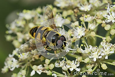 Hoverfly - Myathropa florea Stock Photo