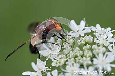 Hoverfly or Pellucid fly drinking nectar Stock Photo