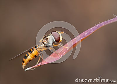 Hoverfly Stock Photo