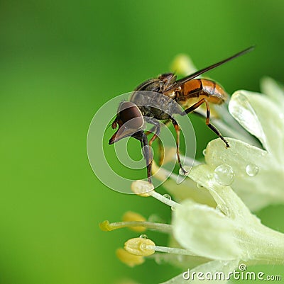 Hoverfly rhingia campestris into white flower Stock Photo