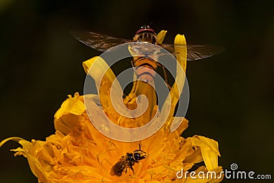 Hoverfly sits down on yellow flower of coltsfoot. Shiny orange body with and brown stripes and two long wings. Stock Photo