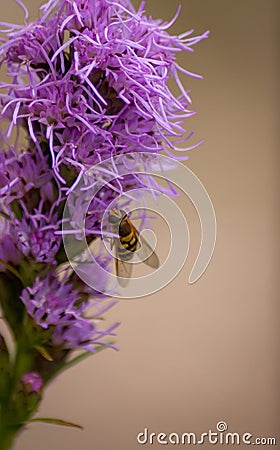 Hoverfly visiting purple flower Stock Photo