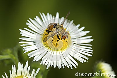 Hoverfly visiting a daisy flower in South Windsor, Connecticut. Stock Photo