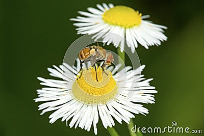 Hoverfly visiting a daisy flower in South Windsor, Connecticut. Stock Photo