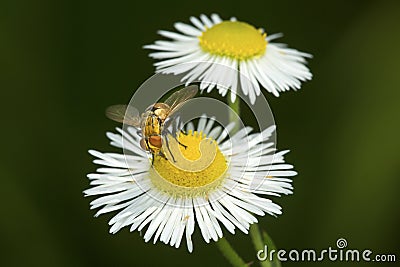 Hoverfly visiting a daisy flower in South Windsor, Connecticut. Stock Photo