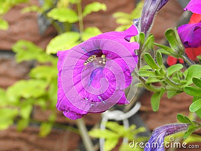 Hoverfly visiting purple flower Stock Photo
