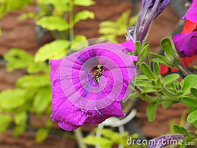 Hoverfly visiting purple flower Stock Photo