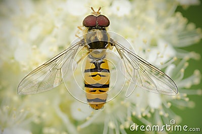 Hoverfly with wings spread Stock Photo