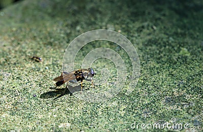Hoverfly Xylota segnis or Lazy wood fly sits on a green stone. Close-up of an insect in the wild. Stock Photo