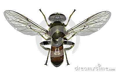 Hoverfly Xylota on white Background Stock Photo