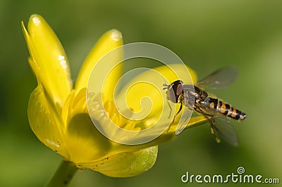 Hoverfly on yellow flower Stock Photo