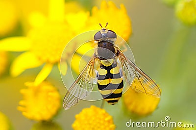 Hoverfly on Ragwort. Stock Photo