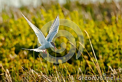 Hovering Arctic Tern Stock Photo