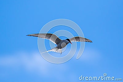 Hovering Arctic tern, hunting in the polar skies Stock Photo