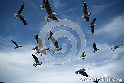 Hovering birds Stock Photo