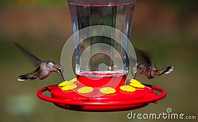 Hovering Hummingbirds Stock Photo