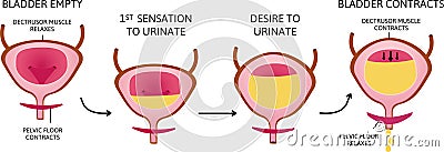 How The Bladder Works. the bladder muscles contract while the sphincter relaxes. Vector Illustration