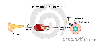 Insulin mechanism of action, regulates glucose metabolism and glucose blood level. Vector Illustration