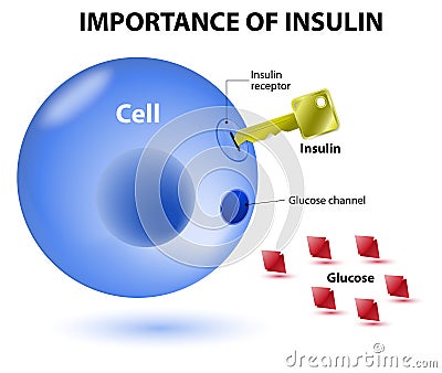 How does insulin work Vector Illustration