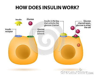 How does insulin work Vector Illustration