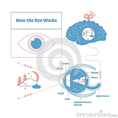How the eye works medical scheme poster, elegant and minimal vector illustration, eye - brain labeled structure diagram. Vector Illustration