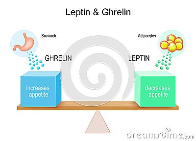 How hormones ghrelin and leptin work Vector Illustration