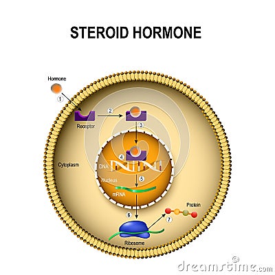 How steroid hormones work. Vector Illustration