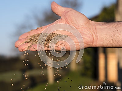 How to apply lawn fertilizer Stock Photo