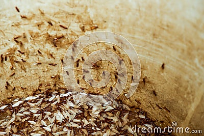 Moths or termites in a water tank Stock Photo