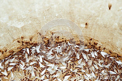 Moths or termites in a water tank Stock Photo