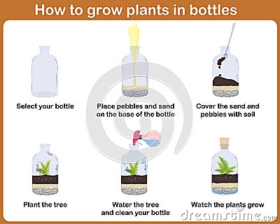 How to grow plants in bottles Vector Illustration