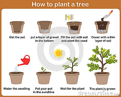 How to grow plants. Vector Illustration