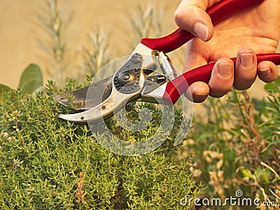 How to harvest thyme Stock Photo