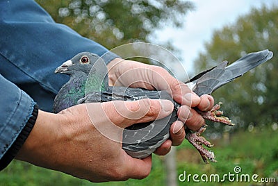 How to hold a pigeon in your hand Stock Photo