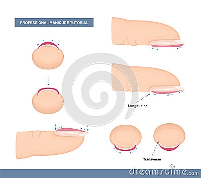 How to Paint Nails Professionally. Tips and Tricks. Manicure Tutorial. Vector Vector Illustration