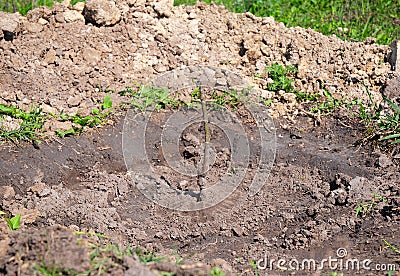 How to Plant a Grafted Sapling Walnut Tree. Tutorial, step by step. Growing Your Walnut Tree Correct. Stock Photo