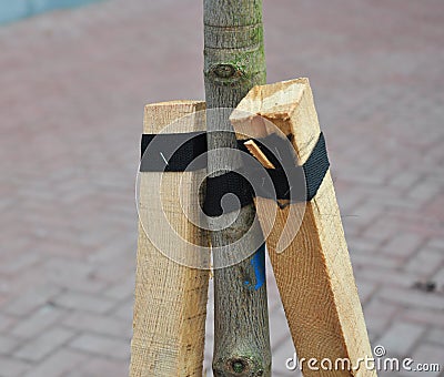 How to Plant a Tree Correctly with Two Stakes. Planting Trees in Autumn. Stock Photo