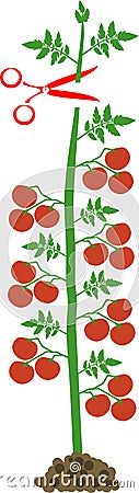 How to prune indeterminate tomatoes plant. Tomato pruning scheme Vector Illustration