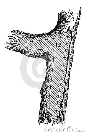 How a Tree is Made into Lumber - Forecastle, vintage engraving Vector Illustration